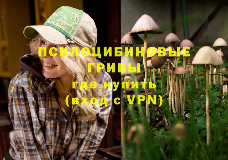 Псилоцибиновые грибы Psilocybine cubensis  Байкальск 